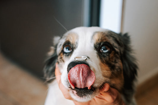 + ANELL O PENJOLL KIT